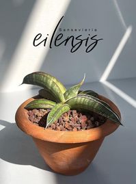 Sansevieria