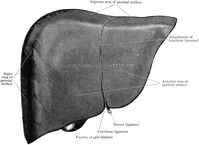 Liver from Front | ClipArt ETC