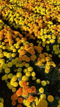 #marigolds #flowers #dayofthedead #dayofthedeadflowers #remembrance #remember #flowerfield #yellow #orange #storyideas #photoideas