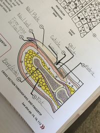 Anatomy of the nail