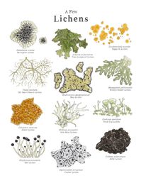 Lichens & Mosses Educational Art Print 8.5x11 and A4 Sized - Etsy