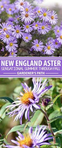 Say goodbye to blah autumn gardens, and hello to curb appeal, with a mass planting of cheerful New England aster. This bright purple flower is a favorite of butterflies and blooms until frost, returning vigorously each year. Learn all about this easy-to-grow perennial, right here on Gardener’s Path.