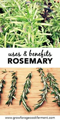 Rosemary is a plant that everyone should have in their garden because it is so useful! Everyone knows that cooking with rosemary is delicious, but it is also widely used in herbal remedies as it has many medicinal properties. Click through to learn everything you need to know about how to grow and use rosemary in the kitchen and your at home herbal medicine practice. #rosemary #herbs #growing #garden #herbalism #herbalmedicine