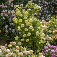 David Austin English climbing rose 'The Pilgrim' creating a vibrant focal point - Clothed in blooms throughout the summer and into autumn.