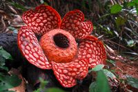 Rafflesia