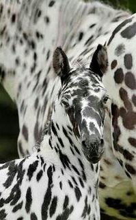 **Leopard-spotted Appaloosa foal