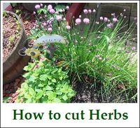 Cutting your Herbs~Tutorial:  How to cut herbs - for basil don't pluck leaves off, instead trim stem. Leave two sets of leaves on stem (leaves grow in pairs across from each other). Cut immediately above the second set of leaves from the ground. Plant will then grow new branches from this cut.