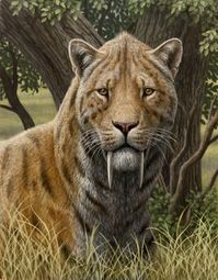 Extinct Smilodon is one of the best known sabertooth cats of the Pleistocene, yet there is much we don’t know: What color was its fur? Was it a solitary hunter or did it hunt in packs?  How did it use those long sharp fangs to kill? Best current guess is that it was an ambush hunter and scavenger. (Mauricio Anton)