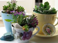 succulents in vintage teacups