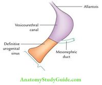 Urinary Bladder Trigone Anatomy - Anatomy Study Guide