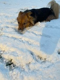 My dogs third year playing in the snow