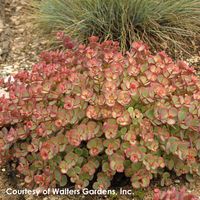 Sedum sieboldii October Daphne for Sale | Rare Roots