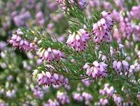 Award-winning Erica x darleyensis 'Ghost Hills' (Winter Heath) is a vigorous bushy shrub with clouds of pink flowers, darkening to heliotrope as they mature. Blooming heavily for weeks from fall to late spring (Nov-May), they cover the light green foliage which displays attractive creamy tips in spring. Great at providing winter color while requiring little care, it is perfect at smothering weeds! Grows up to 18 in. tall (45 cm) and 36 in. across (90 cm).