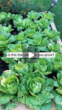 Plant Worlds on Instagram: "Kill pests in cabbage #gardeninggoals #gardeningistherapy #gardeningtips #gardeninglife #gardening_love #gardeninguk #gardening101 #gardeningtools #gardeningislife #gardeningtherapy #gardeningknowhow #gardeningseason #gardeningismytherapy #gardeningmakesmehappy #gardeningaustraliamag #gardeningday #gardeningideas #gardeningphoto"