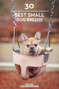 35 Best Small Dog Breeds - List of Top Small Dogs with Pictures