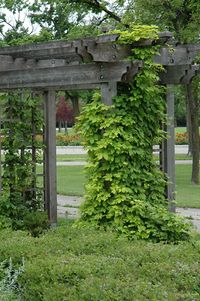 /\ /\ . Humulus lupulus . Hops "Nugget"