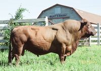 The South Poll is a maternal composite combining four maternal breeds: Angus, Hereford, Senepol, and Barzona. A moderate framed, slick haire...