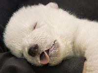 I'm not sure if this is a doggy or another polar bear cub but this is truly adorable so that's all that matters huh :)