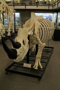 Rhinoceros Skeleton - Osteology Museum - Moore, OK by tossmeanote, via Flickr