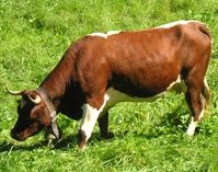 evolene cattle, about evolene cattle, evolene cattle breed, evolene cattle breed info, evolene cattle breed facts, evolene cattle behavior, evolene cattle care, caring evolene cattle, evolene cattle color, evolene cattle coat color, evolene cattle characteristics, evolene cattle facts, evolene cattle for milk, evolene cattle for meat, evolene cattle history, evolene cattle horns, evolene cattle info, evolene cattle images, evolene cattle milk, evolene cattle meat, evolene cattle origin, ...