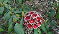 Handarbeit frostfeste Keramik Blüte weinrot mit hellen Rändern