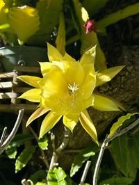 Orchid Cactus 