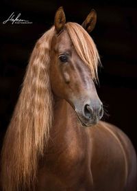 If both parents have a chestnut gene (recessive), you have a chance of getting a "red" or "fox" Friesian.