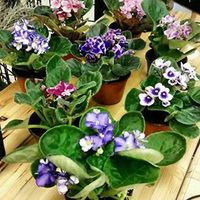 PRICES MAY VARY. Receiving Three Novelty African Violet of growers choice/ The variety and color sent will vary with the season Easy to Care: Care: Provide bright, indirect light, Keep evenly moist, not wet or dry African Violet Variety In Bloom / Bud at time of shipping! All photos are examples of varieties we grow and are possible colors you will receive Great way to start your collection! Beautiful colors to display in your home or office Receiving a total of three plants in 4" pots. The colors will vary. The most popular blooming plant in the world is the African Violet (SAINTAPULIA). And for good reason, they bloom continuously, twelve months a year. Plus they are easy to grow, a filtered light window with warm temperatures is all you need. Keep evenly moist, not wet dry. The variety