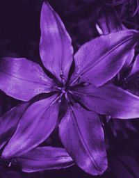 Original Art Photo/Color/New Media/Digital Photography, measuring: 45W x 58H x 0.2D cm, by: Mona Vayda (India). Styles: Abstract, Modern, Fine Art, Abstract Expressionism, Minimalism. Subject: Floral. Keywords: Lily Flower, Contemporary, Lily, Purple, Leaves, Photography, Floral, Minimalism, Botanic, Nature, Flower. This Photo/Color/New Media/Digital Photography is one of a kind and once sold will no longer be available to purchase. Buy art at Saatchi Art.