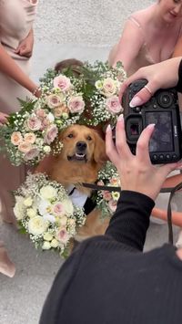 Dogs are family, so it's no surprise you want them to be included in your special day. We're sharing 17 creative ways to include your dog in your wedding day.