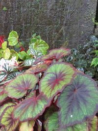 Begonia