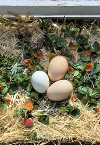 Herbs for Chicken Nesting Boxes - Fresh Eggs Daily®