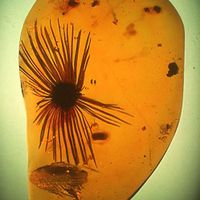 Amber Plant Seed | #Geology #GeologyPage #Amber #Fossil  Photo Copyright © Oregon State University/flickr  Geology Page www.geologypage.com