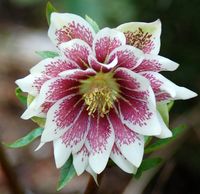 Incredibly beautiful, Hellebore Winter Jewels 'Painted Doubles' (Helleborus) features large, fully double, cup-shaped white blossoms artistically splashed with burgundy red at their heart.