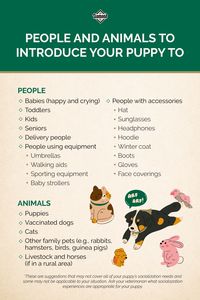 Socialization is one of the most important things to do when welcoming a new puppy into your family. Introducing your puppy to different people, places and experiences can help them develop into confident adult dogs. Use this socialization checklist to keep track of people and animals your puppy has been introduced to, and visit our blog for more information on socialization! #PuppyTraining #NewPuppy