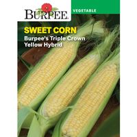 Not available Buy Burpee Burpee's Triple Crown Yellow Hybrid Sweet Corn Vegetable Seed, 1-Pack at Walmart.com