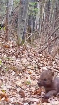 Avez-vous déjà entendu le hurlement d'un bébé loup?