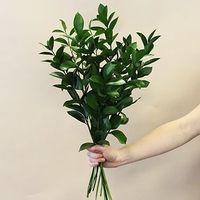 Israeli Ruscus Greenery