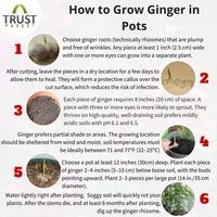 How to grow ginger in your pots?  #growingtips #gardeningtips #gingerplant #mygarden #homegarden #balconygarden #kitchengarden