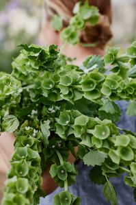 Growing Bells Of Ireland Flowers From Seed