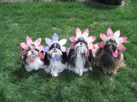 Shih Tzu Dog Costume Photos including Merry Christmas Cards