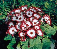 Cineraria (Senecio cruentus)