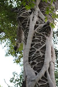 Strangler Fig 4015 | Strangler fig in rainforest near Stony … | Flickr