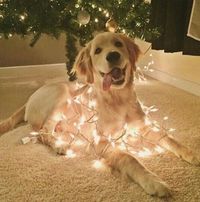 Imagem de christmas, dog, and lights