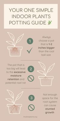 Choosing the right pot size is crucial for your indoor plants' health! Check out our infographic for easy steps to select the best home for your green friends. Love it? Pin and share to spread the wisdom!