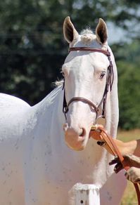 stallion | USA | 2007 | by Panoramic out of Snow Baby Go #thoroughbred #stallion #dominantwhite #colouredthoroughbred #whitethoroughbred