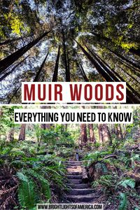 Discover colossal coastal redwood trees less than an hour’s drive north of San Francisco, California. There are a few things you need to know before you visit Muir Woods though. This guide has everything including parking information, how to get to Muir Woods, and what to see while you’re there. Visit Muir Woods | Muir Woods National Monument | Everything you need to know about Muir Woods | Trip to Muir Woods | California Redwoods