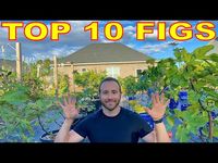 10 FIG VARIETIES For An Instant COMPLETE COLLECTION - YouTube