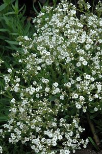 নামঃ Gypsophila, Baby’s breath বৈজ্ঞানিক নামঃ Gypsophila, Baby’s breath বর্ণনাঃ জিপসোফিলা বহুবর্ষজীবী ফুলকে বোঝায়, কার্নেশন পরিবারের প্রতিনিধি। ঘাসযুক্ত গুল্মটি প্রায়শই “টাম্বলউইড”, “সুইং” এবং “জিপসাম” নামে প্রদর্শিত হয়। অনুবাদে, সংস্কৃতির মূল নামটি “প্রেমময় চুন” এর মতো শোনায়, যেহেতু প্রাকৃতিক পরিস্থিতিতে এটি প্রায়শই চুনাপাথরের উপরে বৃদ্ধি পায়। উদ্ভিদ একটি বার্ষিক বা বহু�বর্ষজীবী হিসাবে চাষ করা যেতে পারে। বন্য অঞ্চলে, এটি পূর্ব ভূমধ্যসাগর এবং এশিয়া, উত্তর-পূর্ব আফ্রিকা এবং নিউজিল্যান...