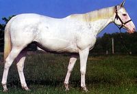 mare | USA | 1993 | by Puchilingui out of Artic Ella #thoroughbred #mare #dominantwhite #colouredthoroughbred #whitethoroughbred